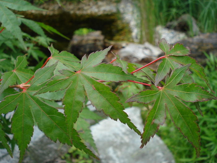 Japanese Maple (2009, June 27); Viena.
