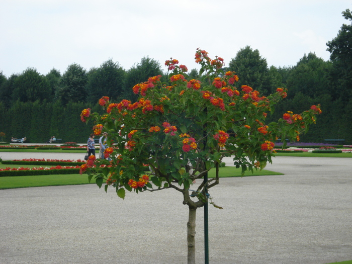 Lantana camara (2009, June 27); Viena.
