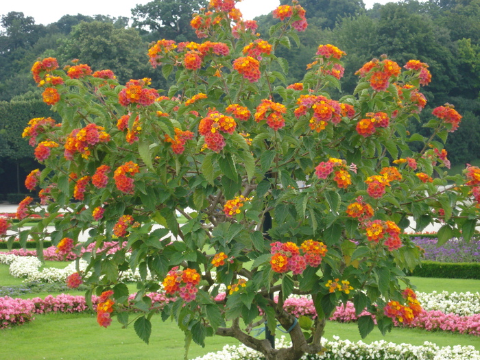 Lantana camara (2009, June 27); Viena.
