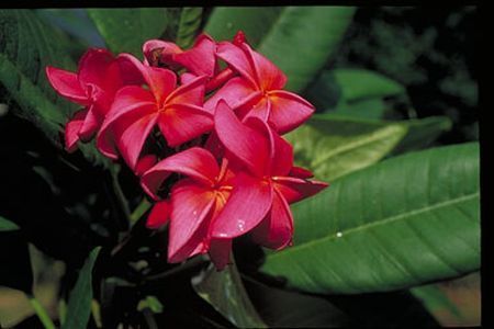 Plumeria%20Angus - flori