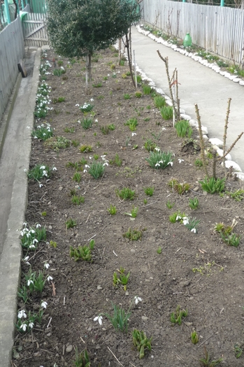 in curte la bunica - Ghioceii vestitorii primaverii