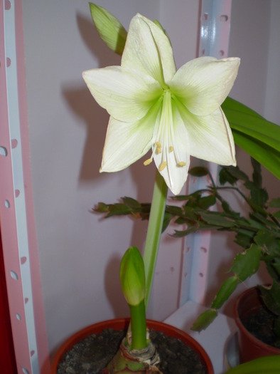 Lemon Lime 22.03.2010