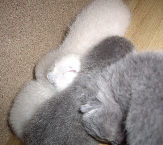 British Shorthair; Lulu pui 3 zile 3 blu si 2 alb.n.18.03.10.
