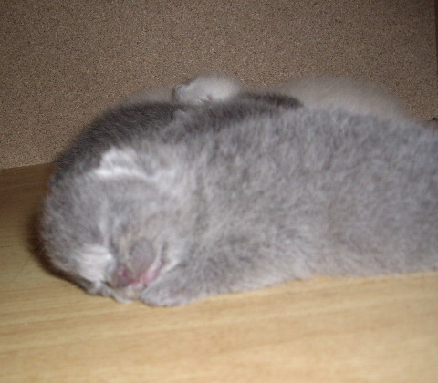 British Lulu pui; 3 zile n.18.03.10.
