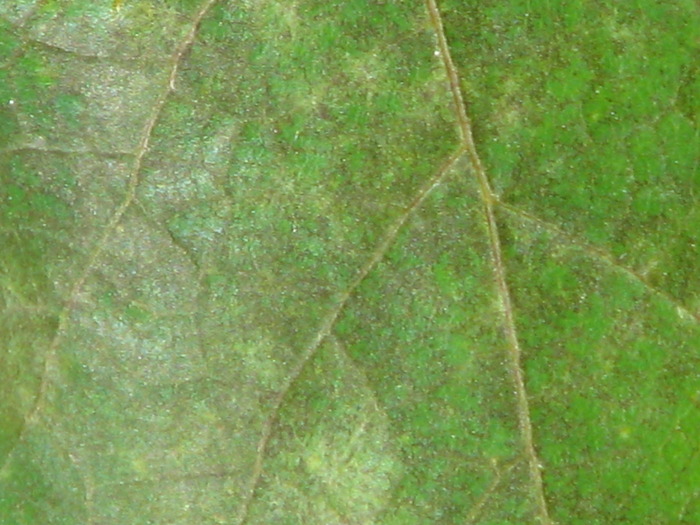 Detaliu frz2-29.07.09 - Fainarea - Uncinula necator