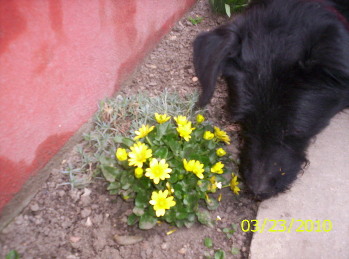 miroase si el - flori de primavara 2010