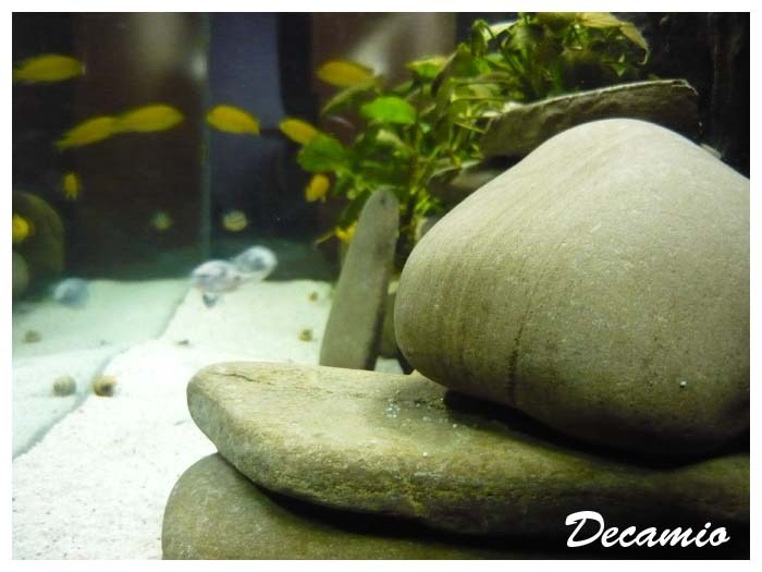 african cichlids - Speciale