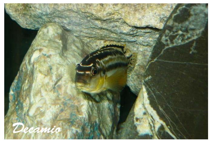 cichlid african, malawi