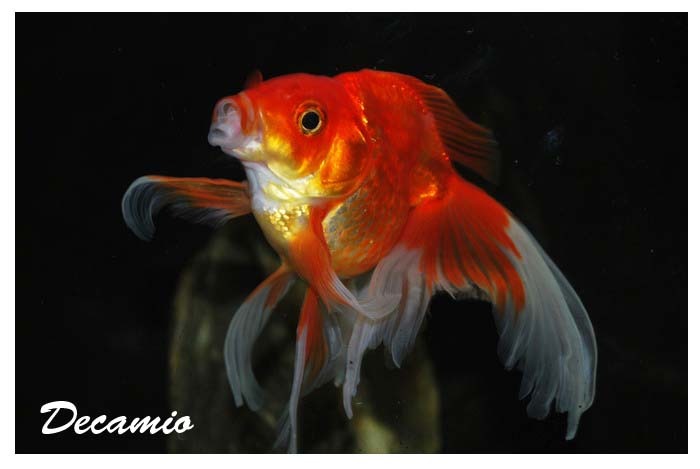 goldfish ryukin - Speciale