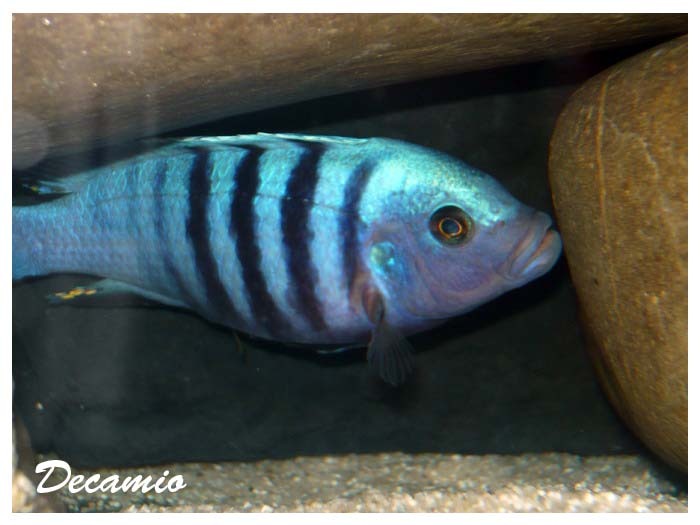 kingsize cichlid - Speciale