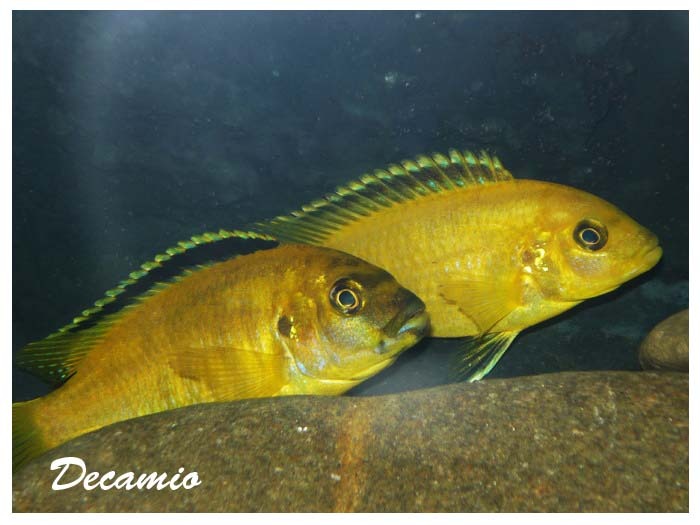 labidochromis caeruleus - Speciale