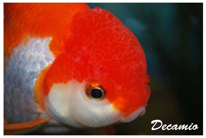 oranda goldfish - Speciale