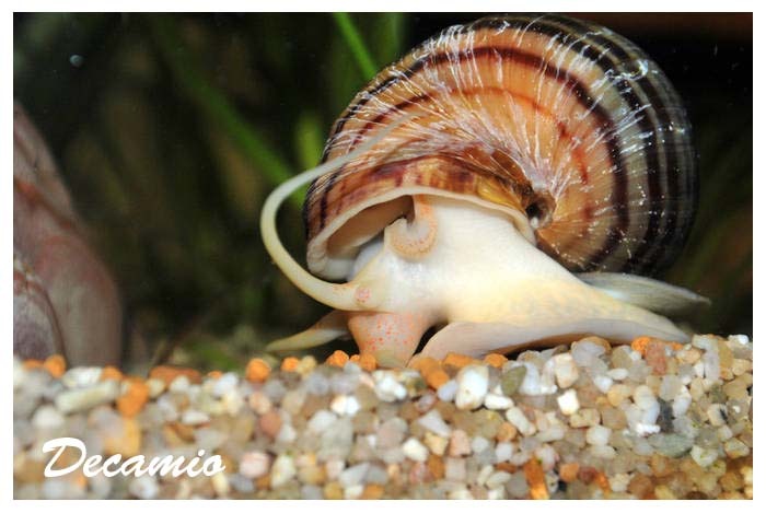 pomaceea snail - Speciale