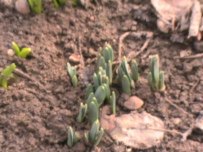 Narcise - Februarie