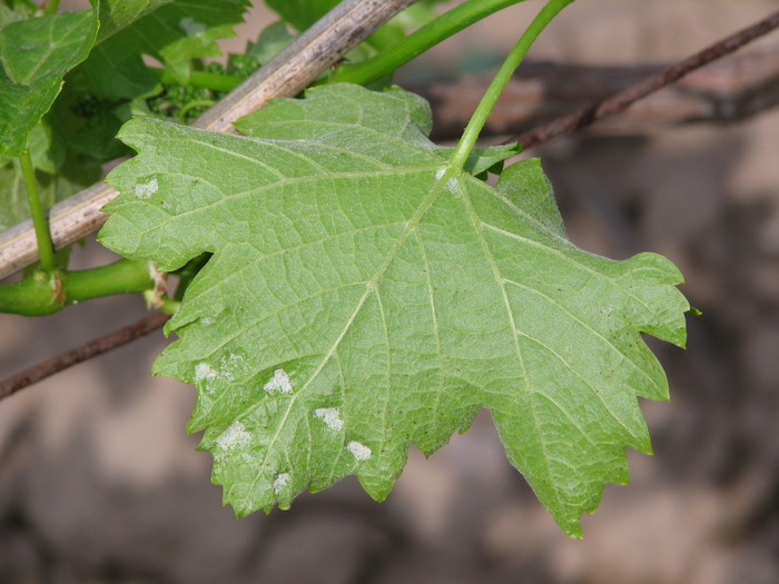 Verso frunza-18.05.09 - Paianjen - Eriophies vitis