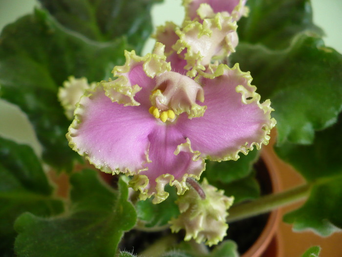 P1230329 - Highschool Sweetheart