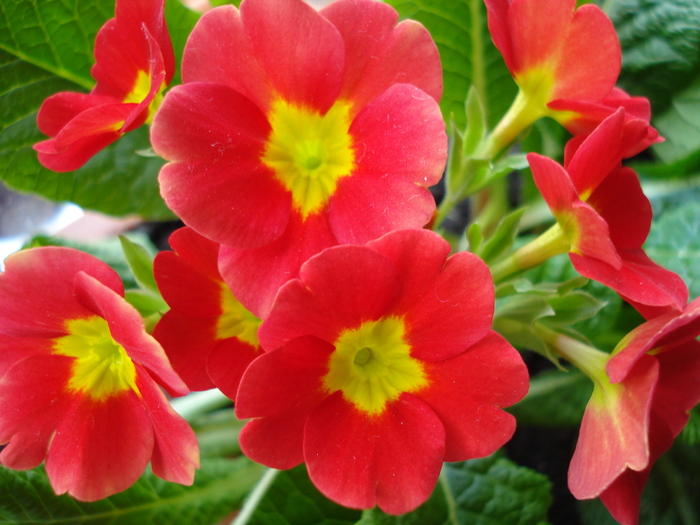 Red Primula (2010, March 24) - PRIMULA Acaulis