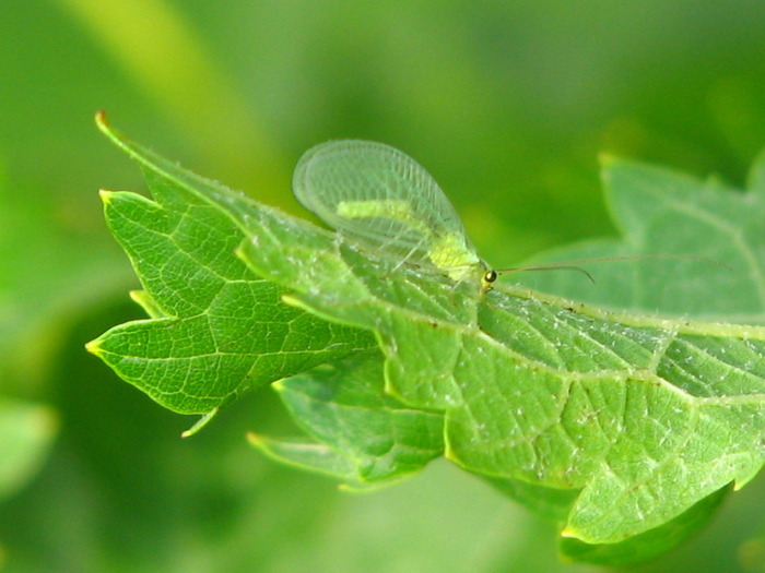 Crisopa - insecta utila - Multe de prin vie si nu numai