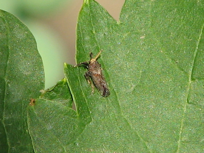 Alta cicada