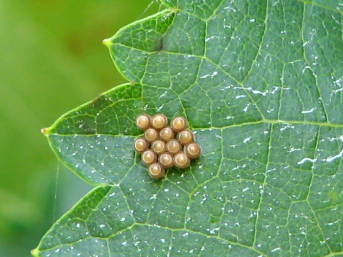 Oua insecta-probabil de Buburuza