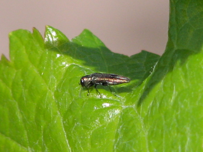 Agrilus