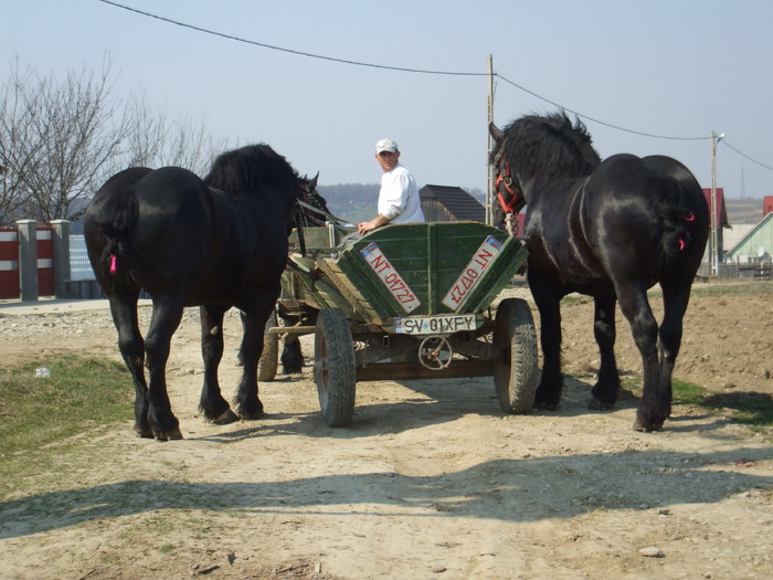 Aprilie2009 - Horses story