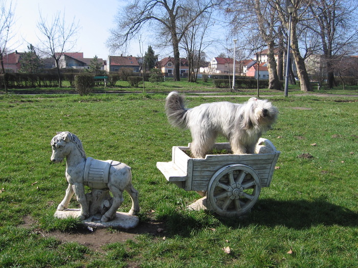 2 cai frumosi - Happy-bearded collie-catelusa noastra minunata