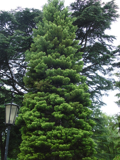 Evergreen (2009, June 28); Viena.
