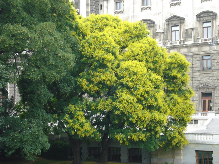 Golden Chain Tree (2009, June 28); Laburnum anagyroides. (Viena)
