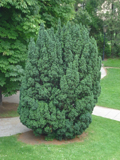 Evergreen (2009, June 28); Viena.
