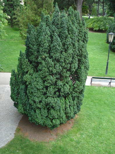 Evergreen (2009, June 28); Viena.
