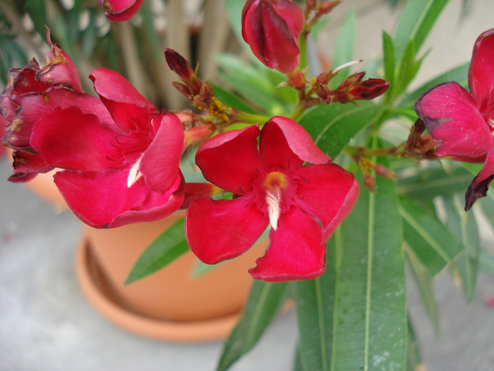 Red Oleander (2009, June 28); Viena.
