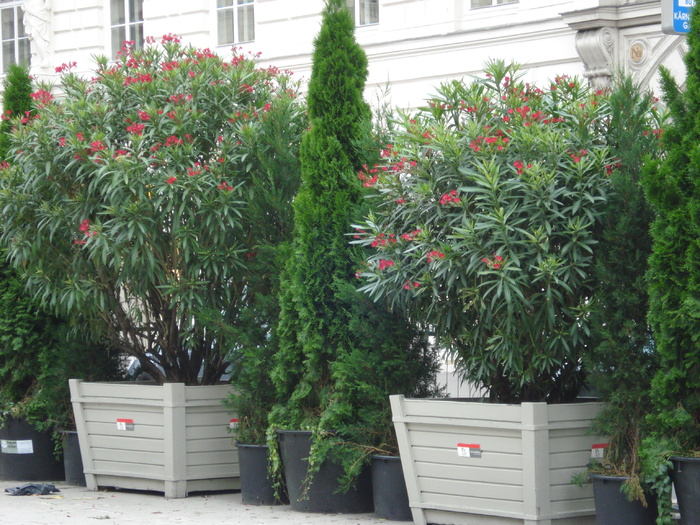 Nerium Oleander & Thuja (2009, June 28); Viena.
