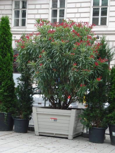 Nerium Oleander & Thuja (2009, June 28); Viena.
