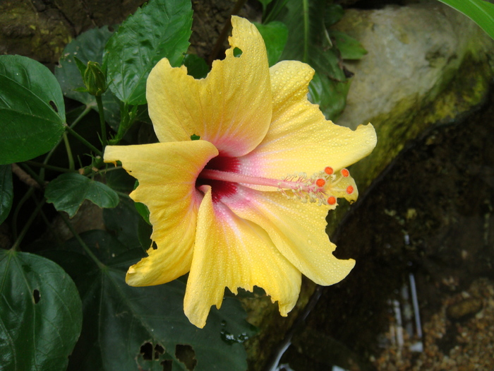 Yellow Hibiscus (2009, June 28); Viena.
