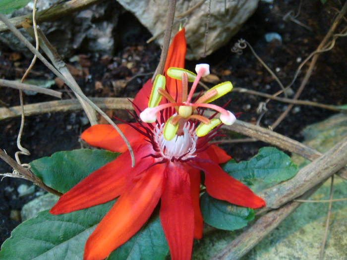 Red Passiflora (2009, June 28); Viena.
