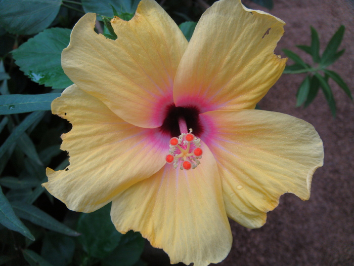 Yellow Hibiscus (2009, June 28); Viena.
