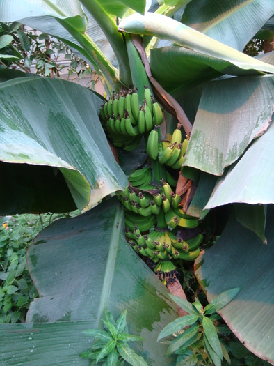 Bananas (2009, June 28); Viena.
