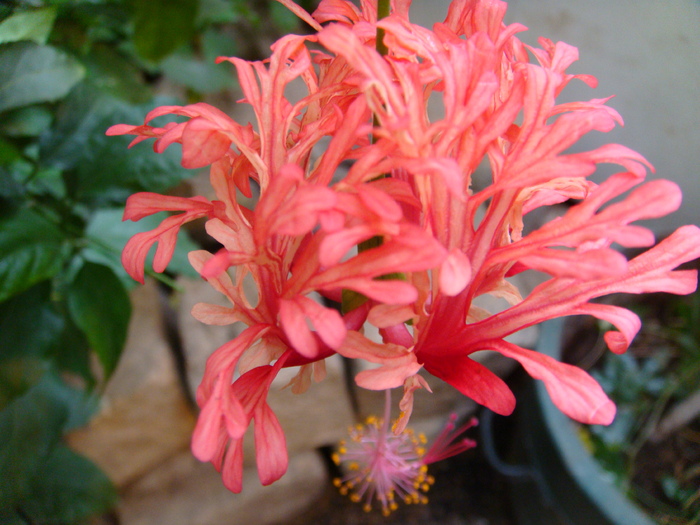 Hibiscus schizopetalus (2009, June 28); Viena.
