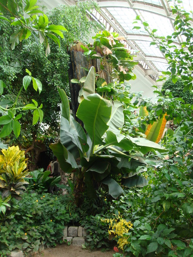 Tropical Garden (2009, June 28); Viena.
