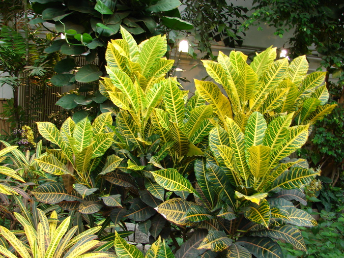 Tropical Garden (2009, June 28); Viena.
