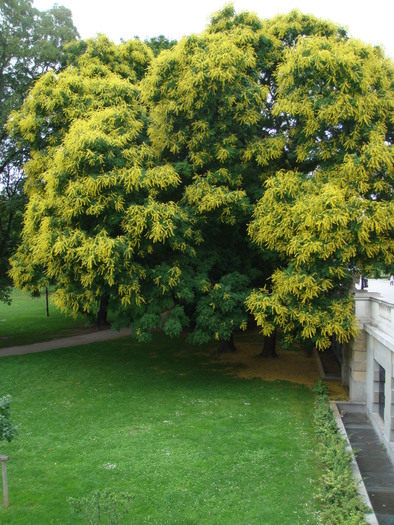 Golden Chain Tree (2009, June 28); Viena.
