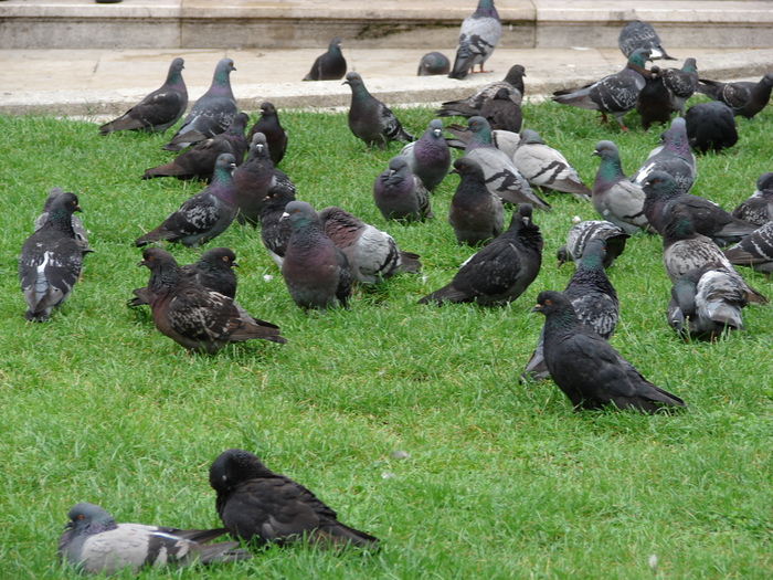 Doves_Porumbei (2009, June 28); Viena.
