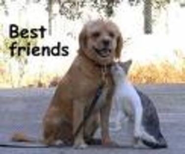 best friend - vrei sa fim prieteni