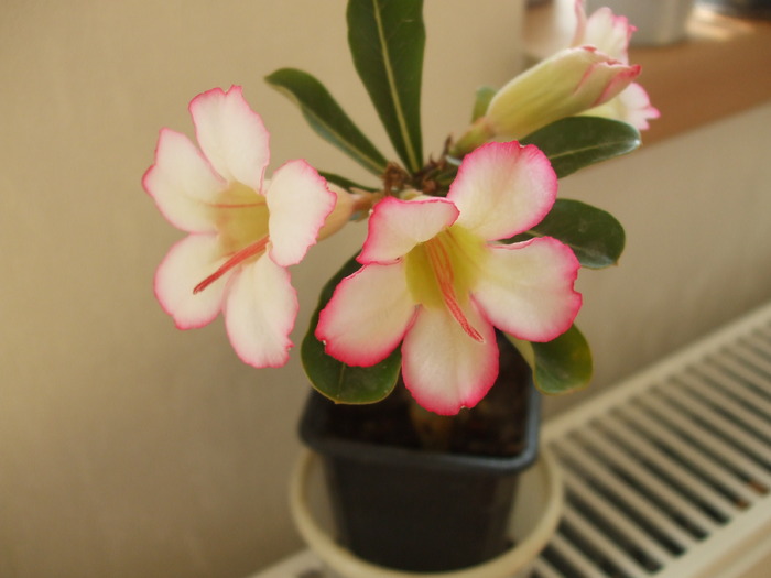 Picture 002 - adenium