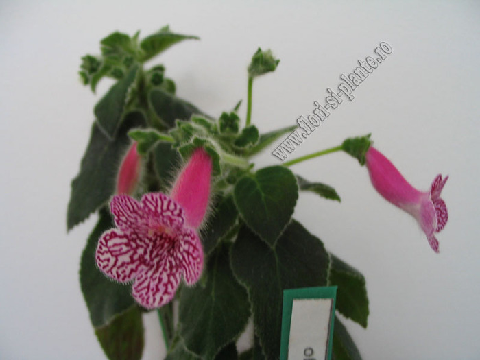 Kohleria Rongo 10