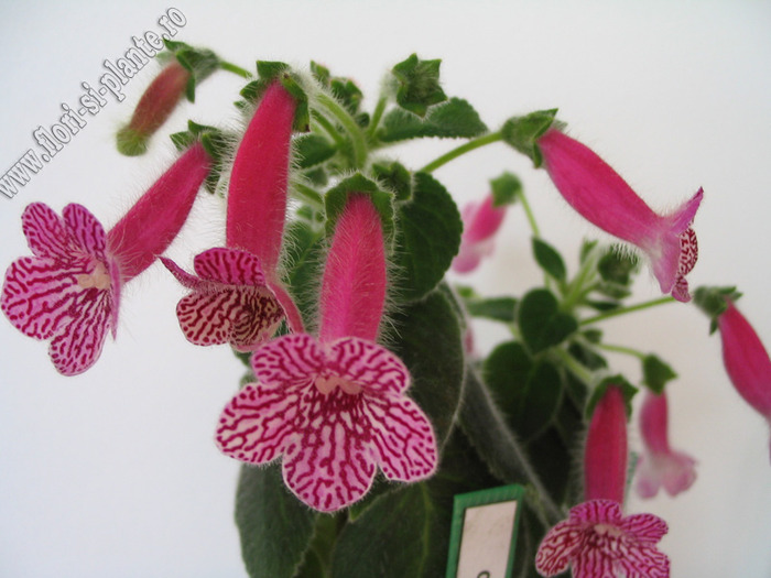 Kohleria Rongo 11