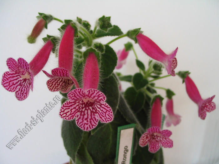 Kohleria Rongo 12