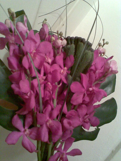 Snw021orhid; orhidee
