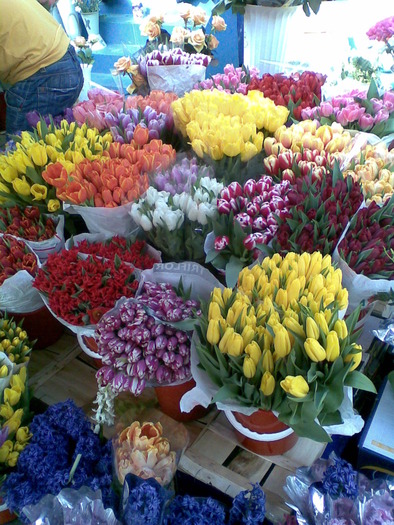 Tulipss; tulipss
